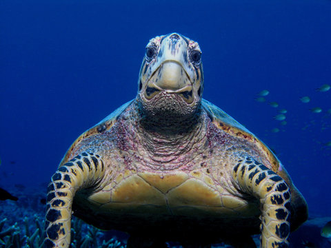 Schildkr&ouml;te