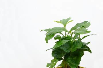 Kaffeepflanze - coffee plant 03