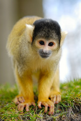 cute squirrel monkey
