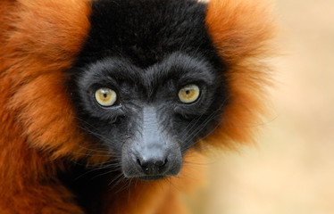 red ruffed lemur © Eric Gevaert