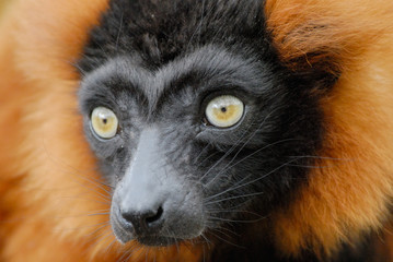 red ruffed lemur © Eric Gevaert