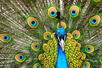 Foto op Plexiglas Pauw mannelijke pauw