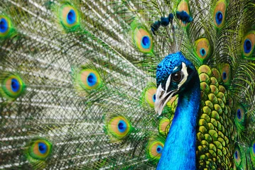 Tableaux ronds sur plexiglas Paon male peacock