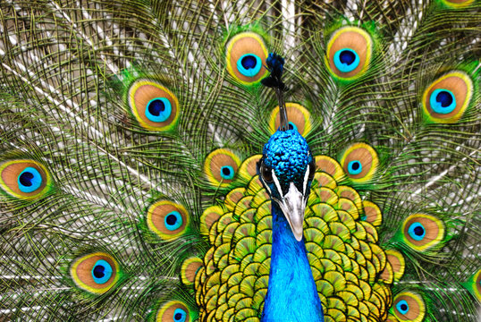 Fototapeta male peacock