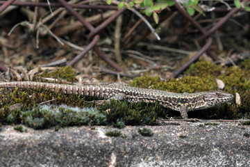 Lézard des murailles