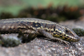 Lézard des murailles