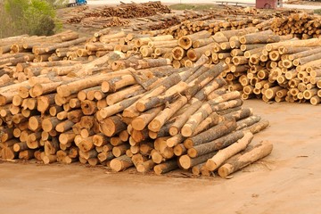 Stacks and piles of logs at a lumberyard.