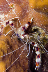 Banded Coral Shrimp (Stenopus hispidus)
