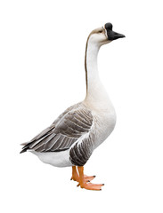 Goose