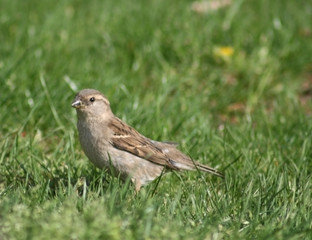Little sparrow in Green Grass