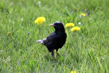 Bird Standing in Grass
