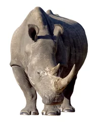 Poster White Rhino Isolated © Duncan Noakes