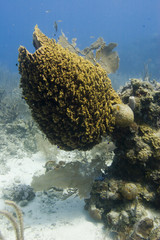 Naklejka na ściany i meble Giant Barrel Sponge (Xestospongia muta)