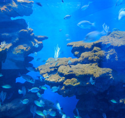 Naklejka na ściany i meble Underwater fish and cliff