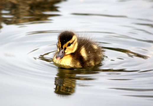 little duckling