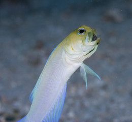 Yellowhead Jawfish w/Eggs (Opistognathus aurifrons)