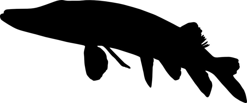 Fisch