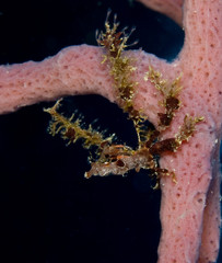 Neck Crab