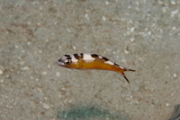 Tobaccofish (Serranus tabacarius)