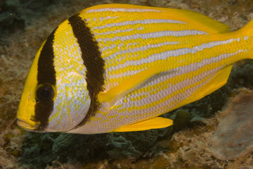 Porkfish (Anisotremus virginicus)