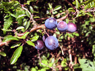 Pflaumen