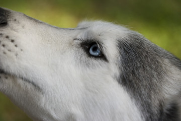 Siberian Husky face detail