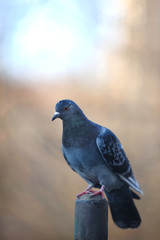Obraz premium Pigeon bird