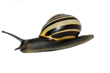 B&auml;nderschnecke