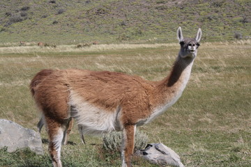 Guanaco