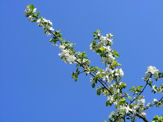 Cherry tree branch in front of blue sky