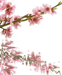 Fototapeta na wymiar brzoskwinia z kwiatami gałą¼ nad białym