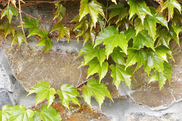 ivy on stone wall