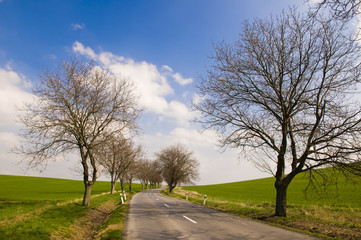 Road with tree alley