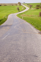 Road with tree alley