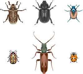 six vector beetles