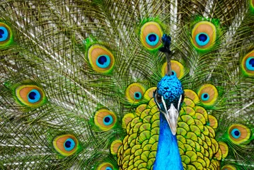 Foto auf Acrylglas male peacock © Eric Gevaert