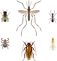 Six vector pest insects
