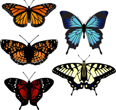 five vector butterflies