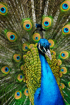male peacock