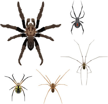 five vector spiders