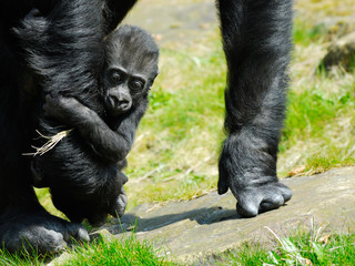Fototapeta premium baby gorilla