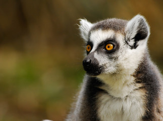 ring-tailed lemur
