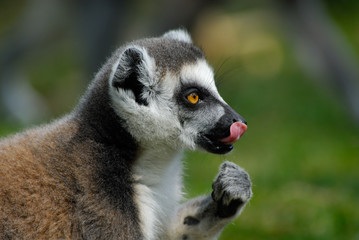 ring-tailed lemur