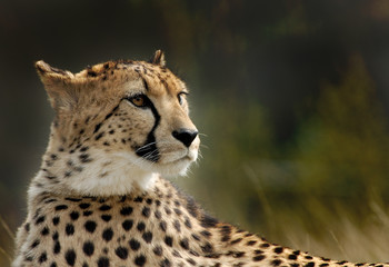 beautiful cheetah