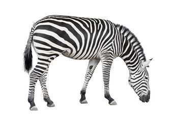 Fototapeta na wymiar Zebra wyłącznik