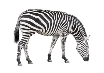 Zelfklevend Fotobehang Zebra-uitsparing © Valerii Kaliuzhnyi