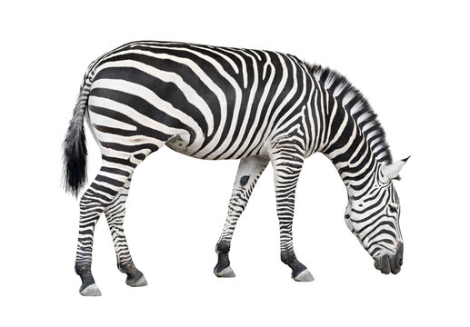 Fototapeta Zebra cutout