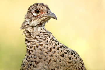Phasianus colchicus