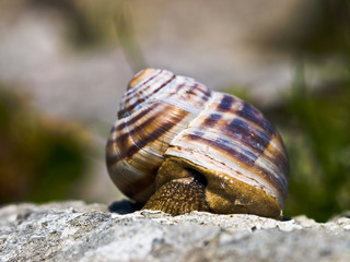 snail