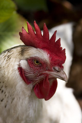 Tête de poule blanche